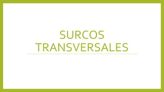 SURCOS
TRANSVERSALES
 