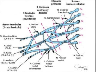 (2013-02-05)Lesiones del plexo braquial en adulto (ppt)