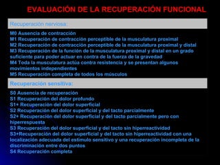     EVALUACIÓN DE LA RECUPERACIÓN FUNCIONAL   S0 Ausencia de recuperación S1 Recuperación del dolor profundo S1+ Recuperación del dolor superficial S2 Recuperación del dolor superficial y del tacto parcialmente  S2+ Recuperación del dolor superficial y del tacto parcialmente pero con hiperrespuesta S3 Recuperación del dolor superficial y del tacto sin hiperreactividad S3+Recuperación del dolor superficial y del tacto sin hiperreactividad con una localización adecuada del estímulo sensitivo y una recuperación incompleta de la discriminación entre dos puntos S4 Recuperación completa Recuperación sensitiva: M0 Ausencia de contracción  M1 Recuperación de contracción perceptible de la musculatura proximal M2 Recuperación de contracción perceptible de la musculatura proximal y distal M3 Recuperación de la función de la musculatura proximal y distal en un grado suficiente para poder actuar en contra de la fuerza de la gravedad M4 Toda la musculatura actúa contra resistencia y se presentan algunos movimientos independientes M5 Recuperación completa de todos los músculos Recuperación nerviosa:  