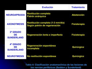 Tabla 4: Clasificación anatomoclínica de las lesiones de los nervios periféricos (Seddon y Sunderland)  Quirúrgico No restitución espontánea NEUROTMESIS Quirúrgico Regeneración espontánea incompleta 4º GRADO DE SUNDERLAND Fisioterapia Regeneración lenta e imperfecta 3º GRADO DE SUNDERLAND Fisioterapia Restitución completa (1-3 mm/día) Según patrón de regeneración AXONOTMESIS Abstención Restitución completa Patrón anárquico NEUROAPRAXIA Tratamiento Evolución   