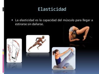 Elasticidad
 La elasticidad es la capacidad del músculo para llegar a
estirarse sin dañarse.
 