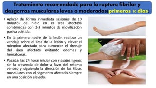 • Aplicar de forma inmediata sesiones de 10
minutos de hielo en el área afectada
combinadas con 2-3 minutos de movilización
pasiva asistida.
• En la primera noche de la lesión realizar un
vendaje sobre el área de la lesión y elevar el
miembro afectado para aumentar el drenaje
del área afectada evitando edemas y
hematomas.
• Pasadas las 24 horas iniciar con masajes ligeros
sin la presencia de dolor a favor del retorno
venoso y siguiendo la dirección de las fibras
musculares con el segmento afectado siempre
en una posición elevada.
Tratamiento recomendado para la ruptura fibrilar y
desgarros musculares leves o moderados(primeros 10 días)
 