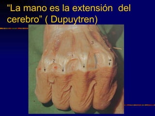 “La mano es la extensión del
cerebro” ( Dupuytren)
 