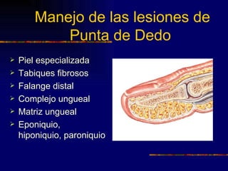 Manejo de las lesiones de
            Punta de Dedo
   Piel especializada
   Tabiques fibrosos
   Falange distal
   Complejo ungueal
   Matriz ungueal
   Eponiquio,
    hiponiquio, paroniquio
 