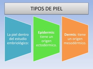 TIPOS DE PIEL
La piel dentro
del estudio
embriológico:
Epidermis:
tiene un
origen
ectodérmico.
Dermis: tiene
un origen
mesodérmico.
 