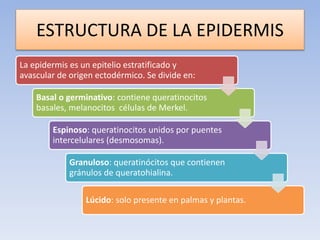 ESTRUCTURA DE LA EPIDERMIS
La epidermis es un epitelio estratificado y
avascular de origen ectodérmico. Se divide en:
Basal o germinativo: contiene queratinocitos
basales, melanocitos células de Merkel.
Espinoso: queratinocitos unidos por puentes
intercelulares (desmosomas).
Granuloso: queratinócitos que contienen
gránulos de queratohialina.
Lúcido: solo presente en palmas y plantas.
 