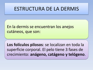 ESTRUCTURA DE LA DERMIS
En la dermis se encuentran los anejos
cutáneos, que son:
Los folículos pilosos: se localizan en toda la
superficie corporal. El pelo tiene 3 fases de
crecimiento: anágeno, catágeno y telógeno.
 