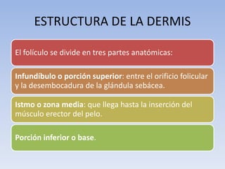 ESTRUCTURA DE LA DERMIS
El folículo se divide en tres partes anatómicas:
Infundíbulo o porción superior: entre el orificio folicular
y la desembocadura de la glándula sebácea.
Istmo o zona media: que llega hasta la inserción del
músculo erector del pelo.
Porción inferior o base.
 