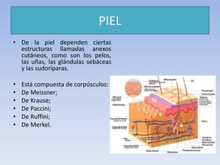 PIEL
• De la piel dependen ciertas
estructuras llamadas anexos
cutáneos, como son los pelos,
las uñas, las glándulas sebáceas
y las sudoríparas.
• Está compuesta de corpúsculos:
• De Meissner;
• De Krause;
• De Paccini;
• De Ruffini;
• De Merkel.
 