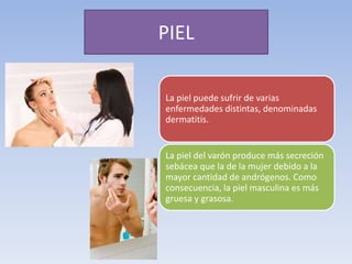 PIEL
La piel puede sufrir de varias
enfermedades distintas, denominadas
dermatitis.
La piel del varón produce más secreción
sebácea que la de la mujer debido a la
mayor cantidad de andrógenos. Como
consecuencia, la piel masculina es más
gruesa y grasosa.
 