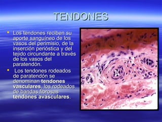 TTEENNDDOONNEESS 
 LLooss tteennddoonneess rreecciibbeenn ssuu 
aappoorrttee ssaanngguuíínneeoo ddee llooss 
vvaassooss ddeell ppeerriimmiissiioo,, ddee llaa 
iinnsseerrcciióónn ppeerriióóssttiiccaa yy ddeell 
tteejjiiddoo cciirrccuunnddaannttee aa ttrraavvééss 
ddee llooss vvaassooss ddeell 
ppaarraatteennddóónn.. 
 LLooss tteennddoonneess rrooddeeaaddooss 
ddee ppaarraatteennddóónn ssee 
ddeennoommiinnaann tteennddoonneess 
vvaassccuullaarreess,, llooss rrooddeeaaddooss 
ddee bbaannddaass ffiibbrroossaass 
tteennddoonneess aavvaassccuullaarreess.. 
 