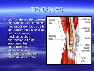 TTEENNDDOONNEESS 
 LLaass ffuunncciioonneess ddeell tteennddóónn 
ssoonn ttrraannssmmiittiirr llooss iimmppuullssooss 
mmeeccáánniiccooss ddeerriivvaaddooss ddee llaa 
ccoonnttrraacccciióónn mmuussccuullaarr aa llaass 
ppaallaannccaass óósseeaass,, 
mmoodduullaannddoo ddiicchhaa 
ccoonnttrraacccciióónn aa ffiinn ddee 
aammoorrttiigguuaarr llaass 
ccoonnttrraacccciioonneess 
iimmppeerrcceeppttiibblleess ee 
iinnssuuffiicciieenntteess ddeessddee eell 
ppuunnttoo ddee vviissttaa mmoottoorr.. 
 