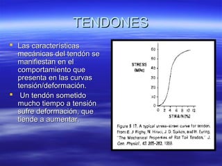 TTEENNDDOONNEESS 
 LLaass ccaarraacctteerrííssttiiccaass 
mmeeccáánniiccaass ddeell tteennddóónn ssee 
mmaanniiffiieessttaann eenn eell 
ccoommppoorrttaammiieennttoo qquuee 
pprreesseennttaa eenn llaass ccuurrvvaass 
tteennssiióónn//ddeeffoorrmmaacciióónn.. 
 UUnn tteennddóónn ssoommeettiiddoo 
mmuucchhoo ttiieemmppoo aa tteennssiióónn 
ssuuffrree ddeeffoorrmmaacciióónn,, qquuee 
ttiieennddee aa aauummeennttaarr.. 
 