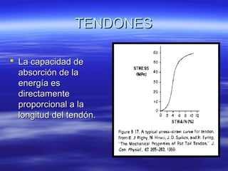 TTEENNDDOONNEESS 
 LLaa ccaappaacciiddaadd ddee 
aabbssoorrcciióónn ddee llaa 
eenneerrggííaa eess 
ddiirreeccttaammeennttee 
pprrooppoorrcciioonnaall aa llaa 
lloonnggiittuudd ddeell tteennddóónn.. 
 