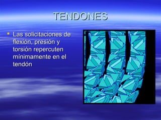 TTEENNDDOONNEESS 
 LLaass ssoolliicciittaacciioonneess ddee 
fflleexxiióónn,, pprreessiióónn yy 
ttoorrssiióónn rreeppeerrccuutteenn 
mmíínniimmaammeennttee eenn eell 
tteennddóónn 
 
