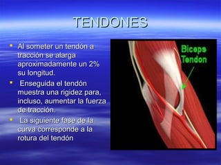 TTEENNDDOONNEESS 
 AAll ssoommeetteerr uunn tteennddóónn aa 
ttrraacccciióónn ssee aallaarrggaa 
aapprrooxxiimmaaddaammeennttee uunn 22%% 
ssuu lloonnggiittuudd.. 
 EEnnsseegguuiiddaa eell tteennddóónn 
mmuueessttrraa uunnaa rriiggiiddeezz ppaarraa,, 
iinncclluussoo,, aauummeennttaarr llaa ffuueerrzzaa 
ddee ttrraacccciióónn.. 
 LLaa ssiigguuiieennttee ffaassee ddee llaa 
ccuurrvvaa ccoorrrreessppoonnddee aa llaa 
rroottuurraa ddeell tteennddóónn 
 
