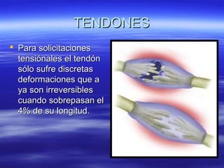 TTEENNDDOONNEESS 
 PPaarraa ssoolliicciittaacciioonneess 
tteennssiióónnaalleess eell tteennddóónn 
ssóólloo ssuuffrree ddiissccrreettaass 
ddeeffoorrmmaacciioonneess qquuee aa 
yyaa ssoonn iirrrreevveerrssiibblleess 
ccuuaannddoo ssoobbrreeppaassaann eell 
44%% ddee ssuu lloonnggiittuudd.. 
 