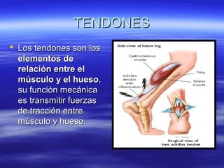TTEENNDDOONNEESS 
 LLooss tteennddoonneess ssoonn llooss 
eelleemmeennttooss ddee 
rreellaacciióónn eennttrree eell 
mmúússccuulloo yy eell hhuueessoo,, 
ssuu ffuunncciióónn mmeeccáánniiccaa 
eess ttrraannssmmiittiirr ffuueerrzzaass 
ddee ttrraacccciióónn eennttrree 
mmúússccuulloo yy hhuueessoo.. 
 