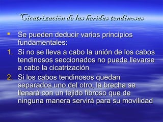 Cicatrización ddee llaass hheerriiddaass tteennddiinnoossaass 
 SSee ppuueeddeenn ddeedduucciirr vvaarriiooss pprriinncciippiiooss 
ffuunnddaammeennttaalleess:: 
11.. SSii nnoo ssee lllleevvaa aa ccaabboo llaa uunniióónn ddee llooss ccaabbooss 
tteennddiinnoossooss sseecccciioonnaaddooss nnoo ppuueeddee lllleevvaarrssee 
aa ccaabboo llaa cciiccaattrriizzaacciióónn 
22.. SSii llooss ccaabbooss tteennddiinnoossooss qquueeddaann 
sseeppaarraaddooss uunnoo ddeell oottrroo,, llaa bbrreecchhaa ssee 
lllleennaarráá ccoonn uunn tteejjiiddoo ffiibbrroossoo qquuee ddee 
nniinngguunnaa mmaanneerraa sseerrvviirráá ppaarraa ssuu mmoovviilliiddaadd 
 