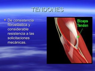 TTEENNDDOONNEESS 
 DDee ccoonnssiisstteenncciiaa 
ffiibbrrooeelláássttiiccaa yy 
ccoonnssiiddeerraabbllee 
rreessiisstteenncciiaa aa llaass 
ssoolliicciittaacciioonneess 
mmeeccáánniiccaass.. 
 