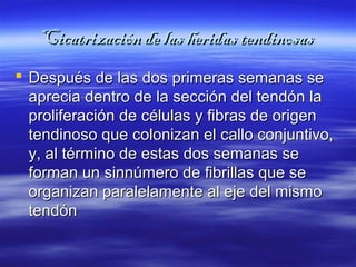Cicatrización ddee llaass hheerriiddaass tteennddiinnoossaass 
 DDeessppuuééss ddee llaass ddooss pprriimmeerraass sseemmaannaass ssee 
aapprreecciiaa ddeennttrroo ddee llaa sseecccciióónn ddeell tteennddóónn llaa 
pprroolliiffeerraacciióónn ddee ccéélluullaass yy ffiibbrraass ddee oorriiggeenn 
tteennddiinnoossoo qquuee ccoolloonniizzaann eell ccaalllloo ccoonnjjuunnttiivvoo,, 
yy,, aall ttéérrmmiinnoo ddee eessttaass ddooss sseemmaannaass ssee 
ffoorrmmaann uunn ssiinnnnúúmmeerroo ddee ffiibbrriillllaass qquuee ssee 
oorrggaanniizzaann ppaarraalleellaammeennttee aall eejjee ddeell mmiissmmoo 
tteennddóónn 
 