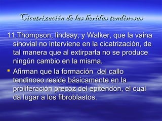 CCiiccaattrriizzaacciióónn ddee llaass hheerriiddaass tteennddiinnoossaass 
li 11.Thompson, linnddssaayy,, yy WWaallkkeerr,, qquuee llaa vvaaiinnaa 
ssiinnoovviiaall nnoo iinntteerrvviieennee eenn llaa cciiccaattrriizzaacciióónn,, ddee 
ttaall mmaanneerraa qquuee aall eexxttiirrppaarrllaa nnoo ssee pprroodduuccee 
nniinnggúúnn ccaammbbiioo eenn llaa mmiissmmaa.. 
 AAffiirrmmaann qquuee llaa ffoorrmmaacciióónn ddeell ccaalllloo 
tteennddiinnoossoo rreessiiddee bbáássiiccaammeennttee eenn llaa 
pprroolliiffeerraacciióónn pprreeccoozz ddeell eeppiitteennddóónn,, eell ccuuaall 
ddaa lluuggaarr aa llooss ffiibbrroobbllaassttooss.. 
 