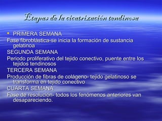Etapas ddee llaa cciiccaattrriizzaacciióónn tteennddiinnoossaa 
 PPRRIIMMEERRAA SSEEMMAANNAA 
FFaassee ffiibbrroobblláássttiiccaa--ssee iinniicciiaa llaa ffoorrmmaacciióónn ddee ssuussttaanncciiaa 
ggeellaattiinnooaa 
SSEEGGUUNNDDAA SSEEMMAANNAA 
PPeerriiooddoo pprroolliiffeerraattiivvoo ddeell tteejjiiddoo ccoonneeccttiivvoo,, ppuueennttee eennttrree llooss 
tteejjiiddooss tteennddiinnoossooss 
TTEERRCCEERRAA SSEEMMAANNAA 
PPrroodduucccciióónn ddee ffiibbrraass ddee ccoolláággeennoo-- tteejjiiddoo ggeellaattiinnoossoo ssee 
ttrraannssffoorrmmaa eenn tteejjiiddoo ccoonneeccttiivvoo 
CCUUAARRTTAA SSEEMMAANNAA 
FFaassee ddee rreessoolluucciióónn-- ttooddooss llooss ffeennóómmeennooss aanntteerriioorreess vvaann 
ddeessaappaarreecciieennddoo.. 
 