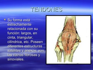 TTEENNDDOONNEESS 
 SSuu ffoorrmmaa eessttáá 
eessttrreecchhaammeennttee 
rreellaacciioonnaaddaa ccoonn ssuu 
ffuunncciióónn:: llaarrggooss,, eenn 
cciinnttaa,, ttrriiaanngguullaarr,, 
cciillíínnddrriiccaa,, eettcc.. PPoosseeeenn 
ddiiffeerreenntteess eessttrruuccttuurraass 
ssaattéélliitteess yy aanneexxooss;; ssoonn 
llaass vvaaiinnaass ffiibbrroossaass yy 
ssiinnoovviiaalleess.. 
 