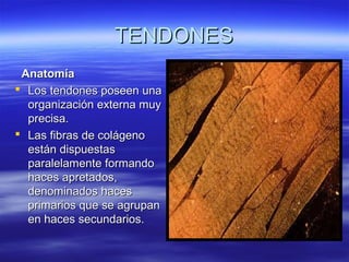TTEENNDDOONNEESS 
AAnnaattoommííaa 
 LLooss tteennddoonneess ppoosseeeenn uunnaa 
oorrggaanniizzaacciióónn eexxtteerrnnaa mmuuyy 
pprreecciissaa.. 
 LLaass ffiibbrraass ddee ccoolláággeennoo 
eessttáánn ddiissppuueessttaass 
ppaarraalleellaammeennttee ffoorrmmaannddoo 
hhaacceess aapprreettaaddooss,, 
ddeennoommiinnaaddooss hhaacceess 
pprriimmaarriiooss qquuee ssee aaggrruuppaann 
eenn hhaacceess sseeccuunnddaarriiooss.. 
 