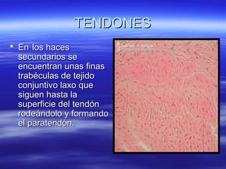 TTEENNDDOONNEESS 
 EEnn llooss hhaacceess 
sseeccuunnddaarriiooss ssee 
eennccuueennttrraann uunnaass ffiinnaass 
ttrraabbééccuullaass ddee tteejjiiddoo 
ccoonnjjuunnttiivvoo llaaxxoo qquuee 
ssiigguueenn hhaassttaa llaa 
ssuuppeerrffiicciiee ddeell tteennddóónn 
rrooddeeáánnddoolloo yy ffoorrmmaannddoo 
eell ppaarraatteennddóónn.. 
 