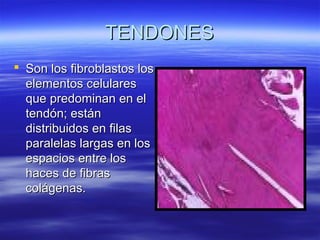TTEENNDDOONNEESS 
 SSoonn llooss ffiibbrroobbllaassttooss llooss 
eelleemmeennttooss cceelluullaarreess 
qquuee pprreeddoommiinnaann eenn eell 
tteennddóónn;; eessttáánn 
ddiissttrriibbuuiiddooss eenn ffiillaass 
ppaarraalleellaass llaarrggaass eenn llooss 
eessppaacciiooss eennttrree llooss 
hhaacceess ddee ffiibbrraass 
ccoolláággeennaass.. 
 