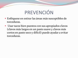 PREVENCIÓN
 Enfóquese en estirar las áreas más susceptibles de

torceduras.
 Usar tacos bien puestos con sus apropiados clavos
(clavos más largos en un pasto suave y clavos más
cortos en pasto seco y difícil) puede ayudar a evitar
torceduras.

 