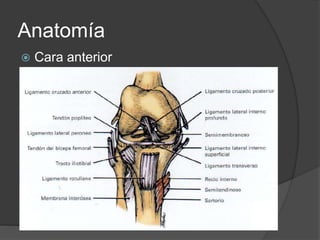 Anatomía
 Cara anterior
 
