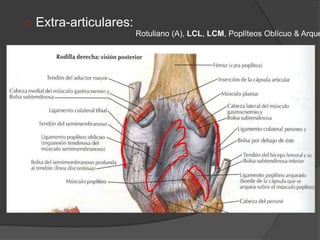  Extra-articulares:
Rotuliano (A), LCL, LCM, Poplíteos Oblícuo & Arque
 