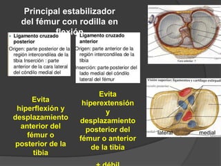 mediallateral
Evita
hiperextensión
y
desplazamiento
posterior del
fémur o anterior
de la tibia
Evita
hiperflexión y
desplazamiento
anterior del
fémur o
posterior de la
tibia
Principal estabilizador
del fémur con rodilla en
flexión
 