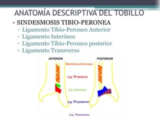 • SINDESMOSIS TIBIO-PERONEA
▫ Ligamento Tibio-Peroneo Anterior
▫ Ligamento Interóseo
▫ Ligamento Tibio-Peroneo posterior
▫ Ligamento Transverso
 