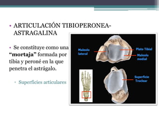 • ARTICULACIÓN TIBIOPERONEA-
ASTRAGALINA
• Se constituye como una
“mortaja” formada por
tibia y peroné en la que
penetra el astrágalo.
▫ Superficies articulares
 
