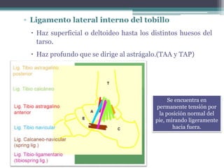 ▫ Ligamento lateral interno del tobillo
 Haz superficial o deltoideo hasta los distintos huesos del
tarso.
 Haz profundo que se dirige al astrágalo.(TAA y TAP)
Se encuentra en
permanente tensión por
la posición normal del
pie, mirando ligeramente
hacia fuera.
 