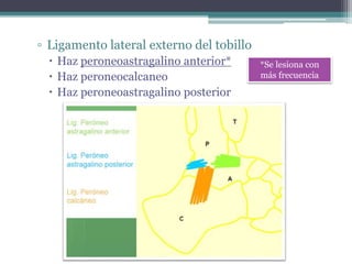 ▫ Ligamento lateral externo del tobillo
 Haz peroneoastragalino anterior*
 Haz peroneocalcaneo
 Haz peroneoastragalino posterior
*Se lesiona con
más frecuencia
 