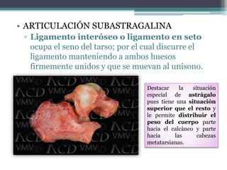 • ARTICULACIÓN SUBASTRAGALINA
▫ Ligamento interóseo o ligamento en seto
ocupa el seno del tarso; por el cual discurre el
ligamento manteniendo a ambos huesos
firmemente unidos y que se muevan al unísono.
Destacar la situación
especial de astrágalo
pues tiene una situación
superior que el resto y
le permite distribuir el
peso del cuerpo parte
hacia el calcáneo y parte
hacia las cabezas
metatarsianas.
 