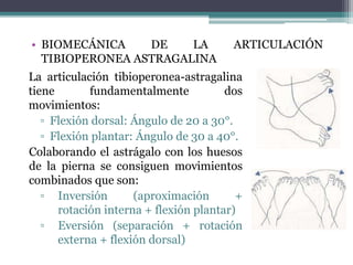 La articulación tibioperonea-astragalina
tiene fundamentalmente dos
movimientos:
▫ Flexión dorsal: Ángulo de 20 a 30°.
▫ Flexión plantar: Ángulo de 30 a 40°.
Colaborando el astrágalo con los huesos
de la pierna se consiguen movimientos
combinados que son:
▫ Inversión (aproximación +
rotación interna + flexión plantar)
▫ Eversión (separación + rotación
externa + flexión dorsal)
• BIOMECÁNICA DE LA ARTICULACIÓN
TIBIOPERONEA ASTRAGALINA
 