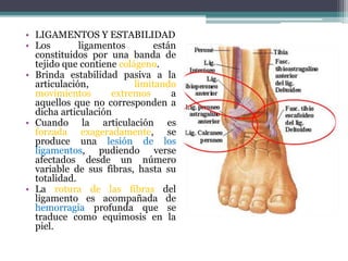 • LIGAMENTOS Y ESTABILIDAD
• Los ligamentos están
constituidos por una banda de
tejido que contiene colágeno.
• Brinda estabilidad pasiva a la
articulación, limitando
movimientos extremos a
aquellos que no corresponden a
dicha articulación
• Cuando la articulación es
forzada exageradamente, se
produce una lesión de los
ligamentos, pudiendo verse
afectados desde un número
variable de sus fibras, hasta su
totalidad.
• La rotura de las fibras del
ligamento es acompañada de
hemorragia profunda que se
traduce como equimosis en la
piel.
 