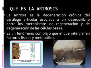 QUE ES LA ARTROSIS
 La artrosis es la degeneración crónica del
cartílago articular asociada a un desequilibrio
entre los mecanismos de regeneración y de
degeneración de las células óseas.
 Es un fenómeno complejo que el que intervienen
factores físicos y metabólicos.
 