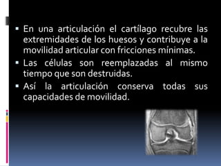  En una articulación el cartílago recubre las
extremidades de los huesos y contribuye a la
movilidad articular con fricciones mínimas.
 Las células son reemplazadas al mismo
tiempo que son destruidas.
 Así la articulación conserva todas sus
capacidades de movilidad.
 