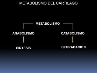 METABOLISMO DEL CARTILAGO
METABOLISMO
SINTESIS DEGRADACION
ANABOLISMO CATABOLISMO
 