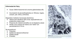 Glom R Chachu Lesiones morfológicas del glomérulo Nefrologia | PPTX