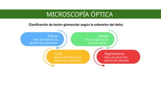 Glom R Chachu Lesiones morfológicas del glomérulo Nefrologia | PPTX