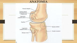 ANATOMIA
 