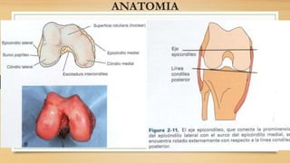 ANATOMIA
 