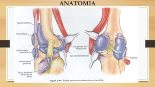 ANATOMIA
 